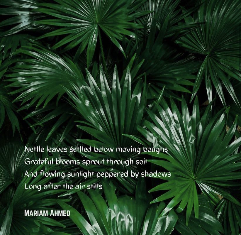 Nettle leaves